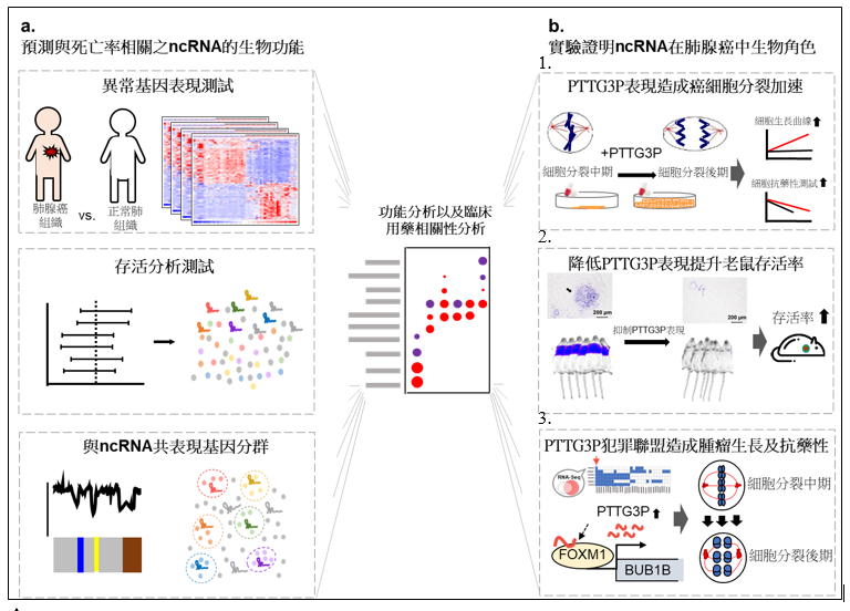 Integrated analysis for predicting mechanisms of noncoding RNAs in cancers photo 2